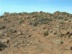 pajara6